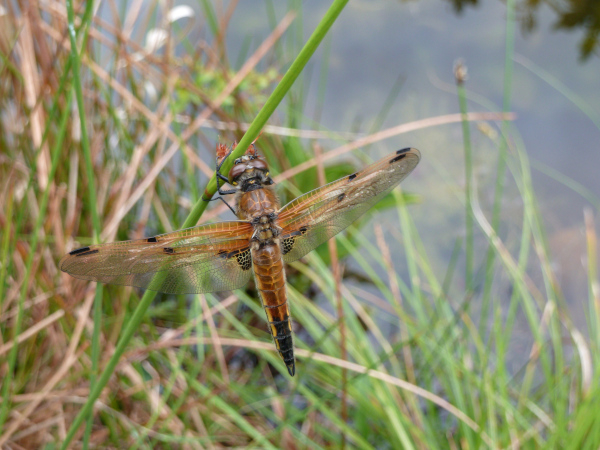 Libellule à quatre taches (Libellula quadrimaculata) près de la mare © Nicole Léorat